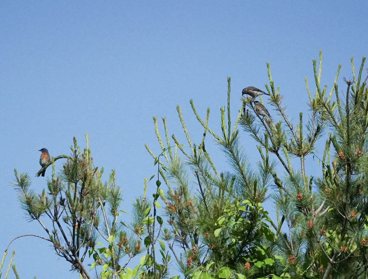 Eastern Bluebird - ML247250041