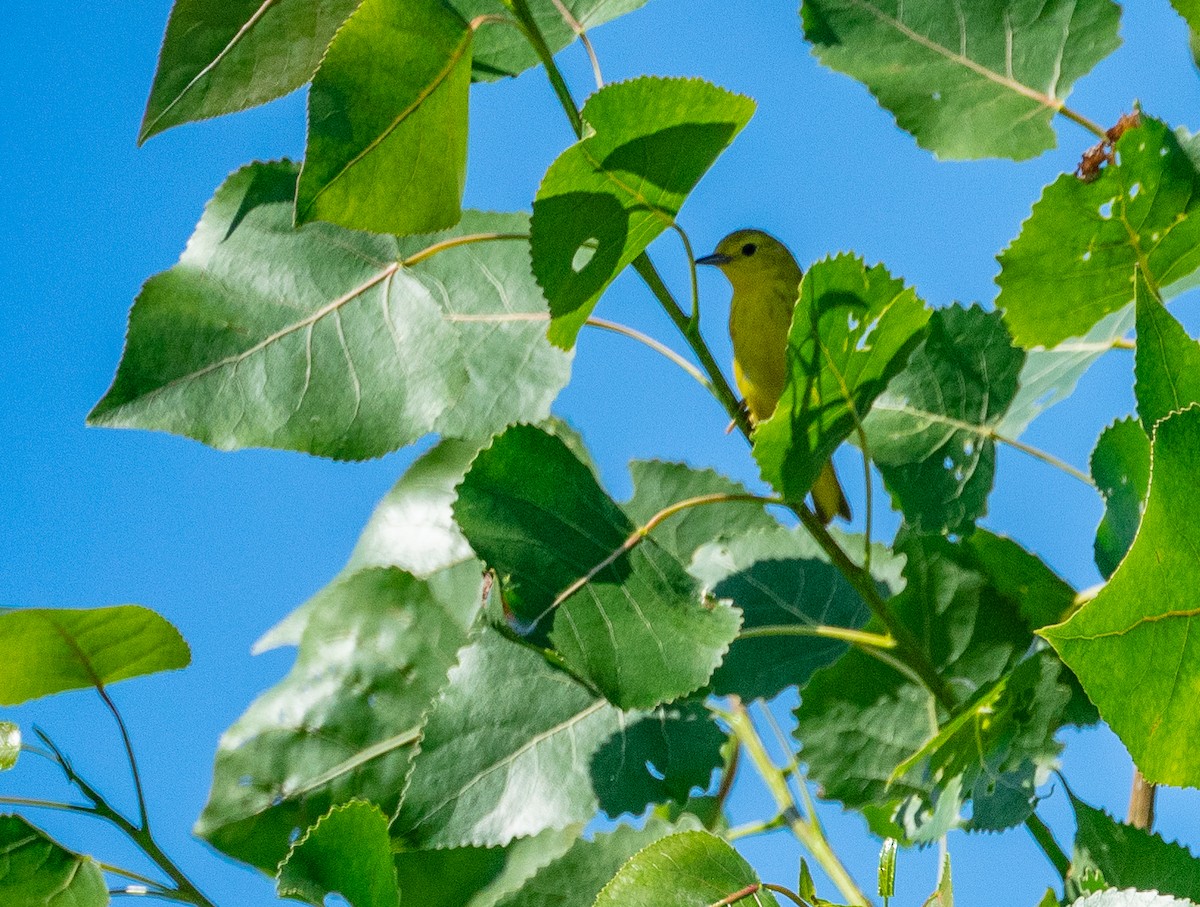 Yellow Warbler - Malcolm Ketchum