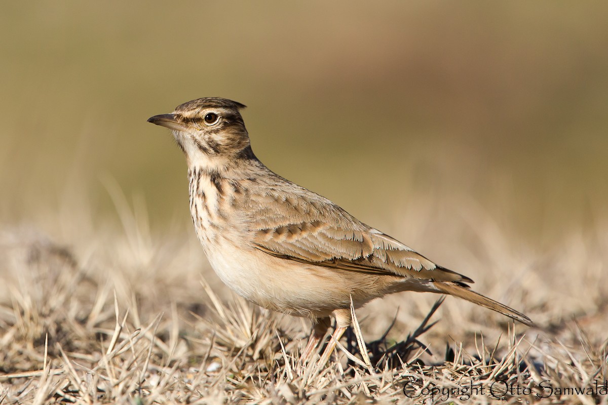 Crested Lark - Otto Samwald