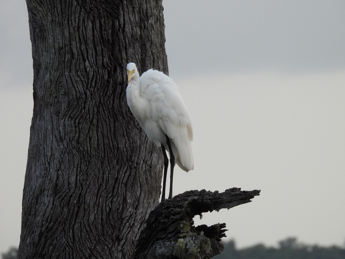 Great Egret - ML247251421