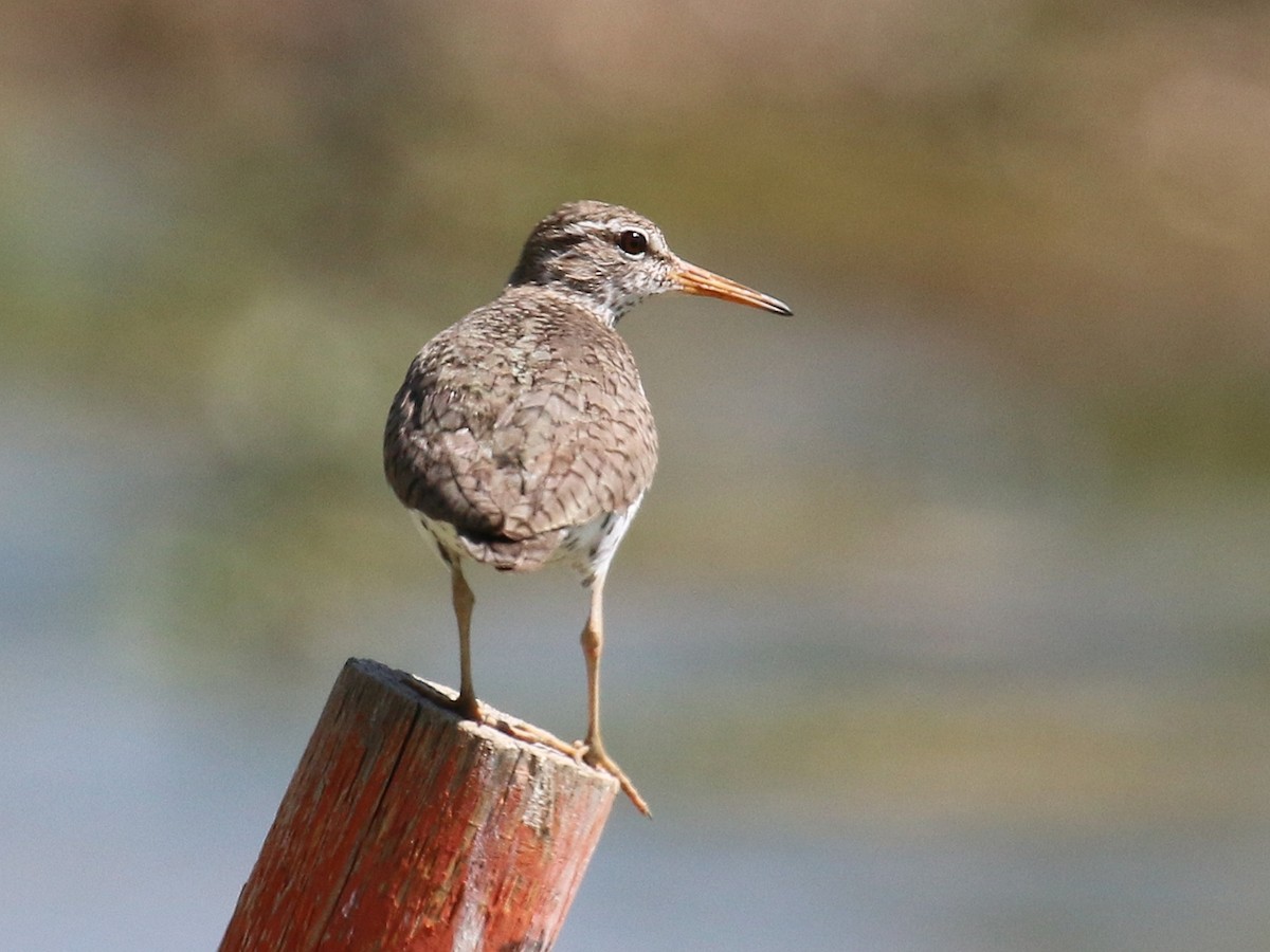 Spotted Sandpiper - ML247253021