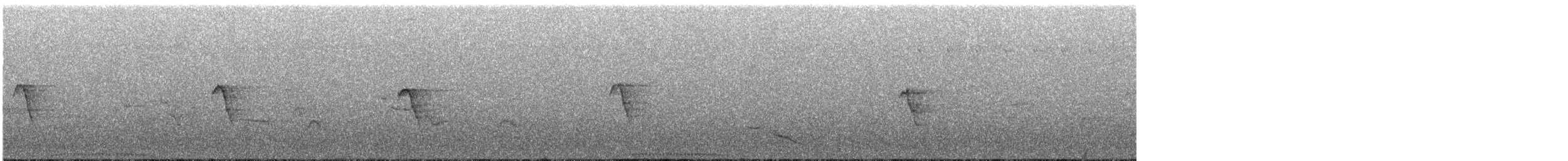 Белокрылая веерохвостка (lavellae) - ML247255