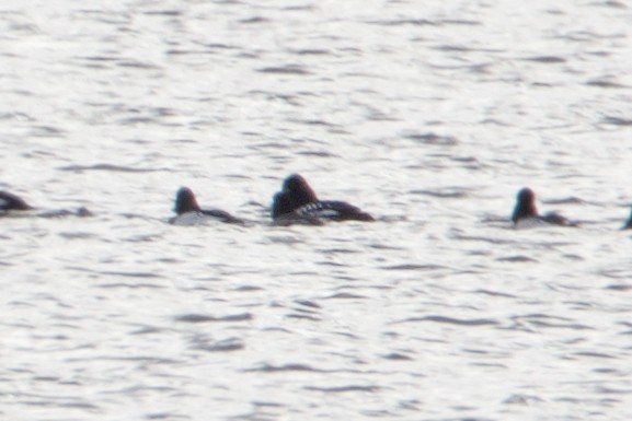 Barrow's Goldeneye - ML24725541