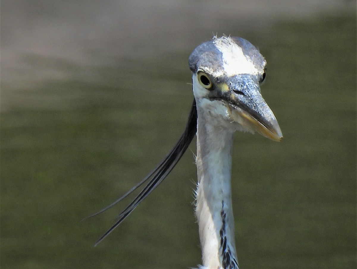 Great Blue Heron - Faye Dion