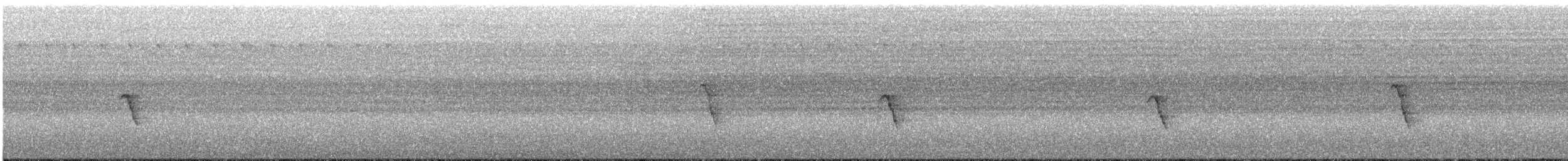 Rhipidure de Cockerell (lavellae) - ML247256