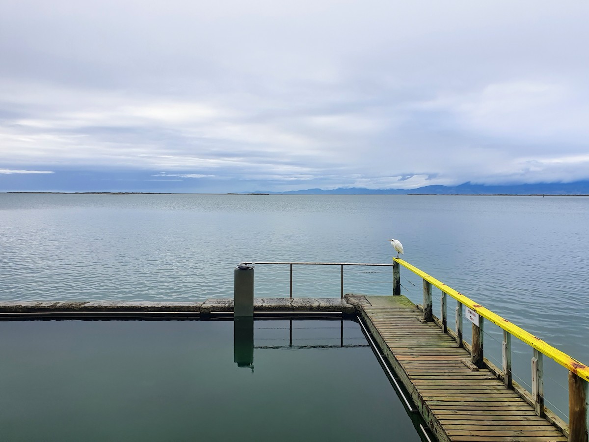 ダイサギ - ML247256891