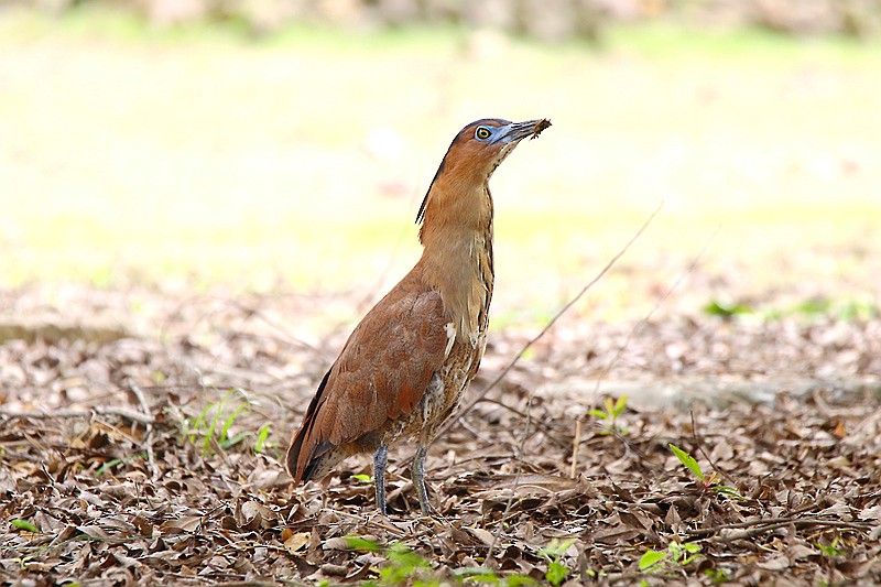 Malayan Night Heron - Roland Lo