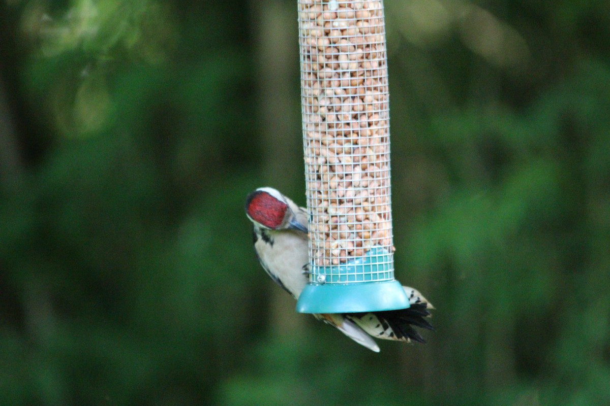 Great Spotted Woodpecker - ML247261431