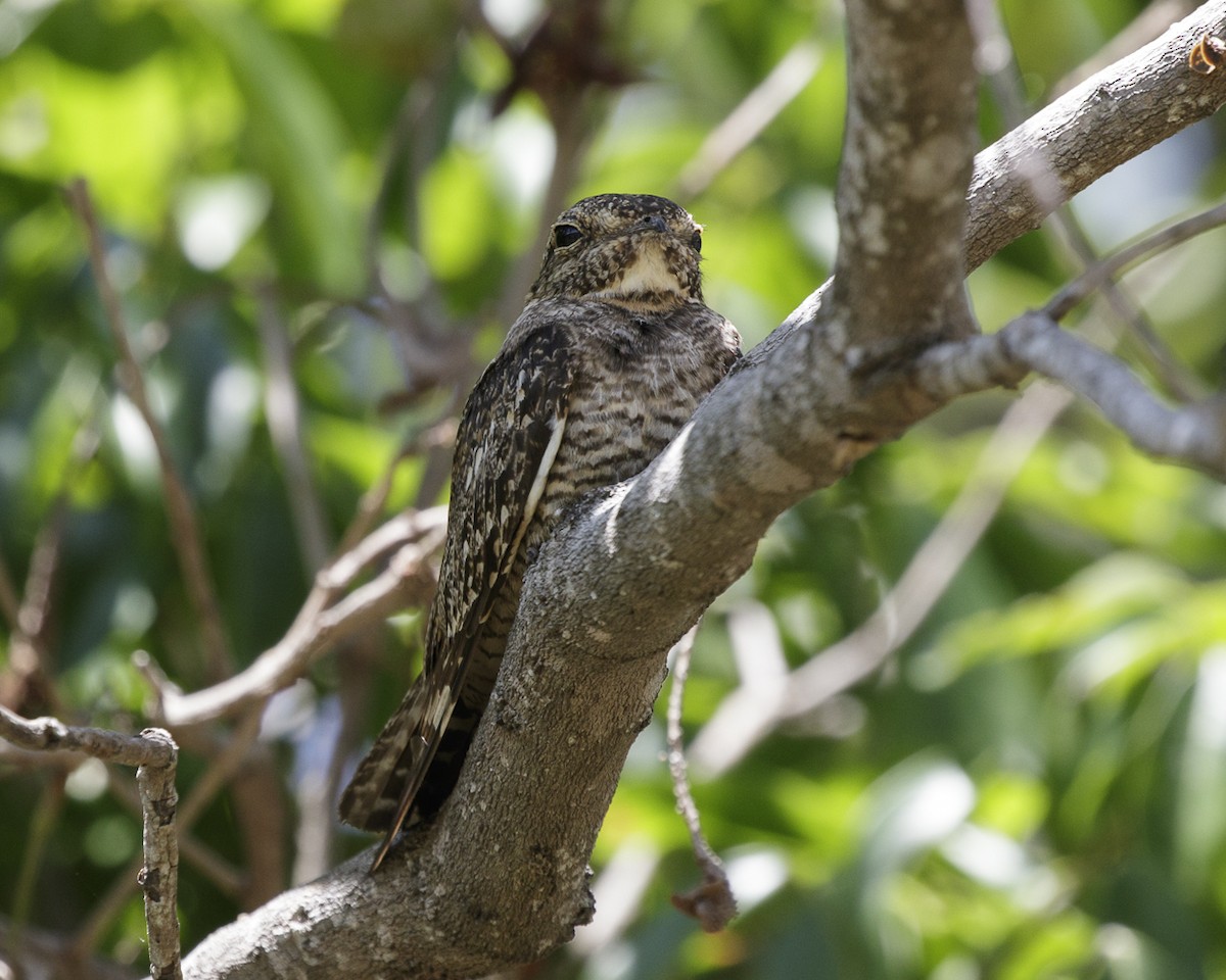 Lesser Nighthawk - ML247262181