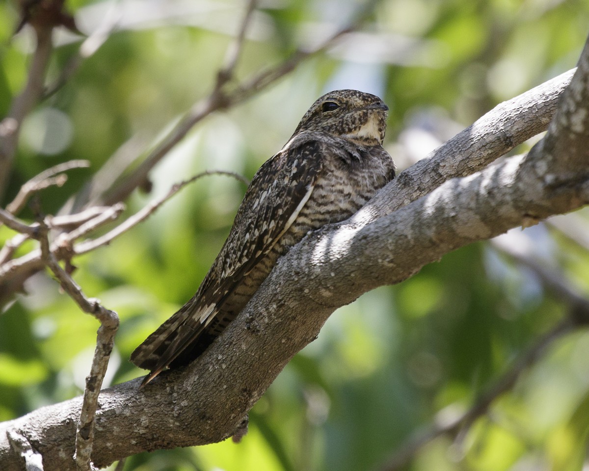 Lesser Nighthawk - Silvia Faustino Linhares