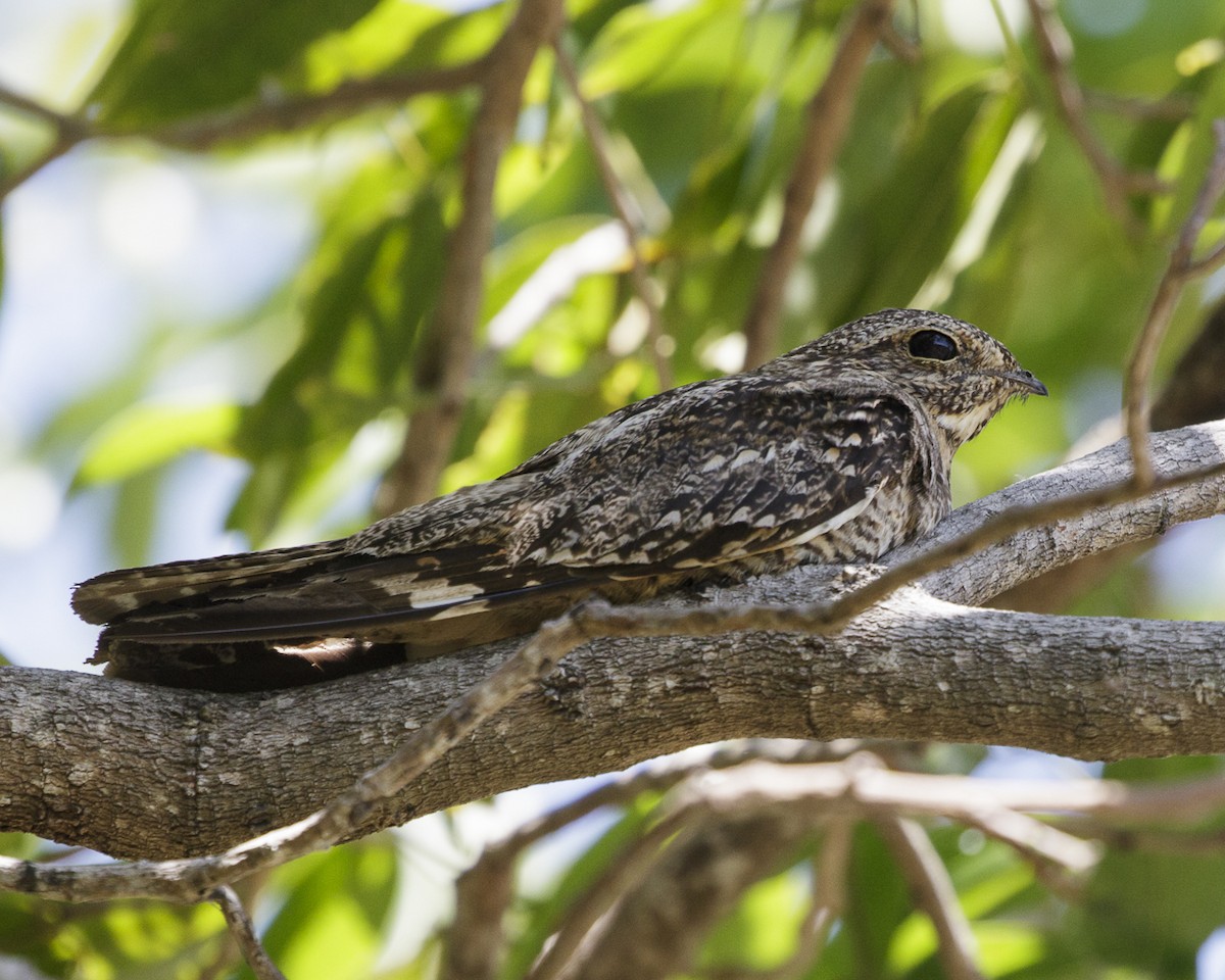 Lesser Nighthawk - ML247262211