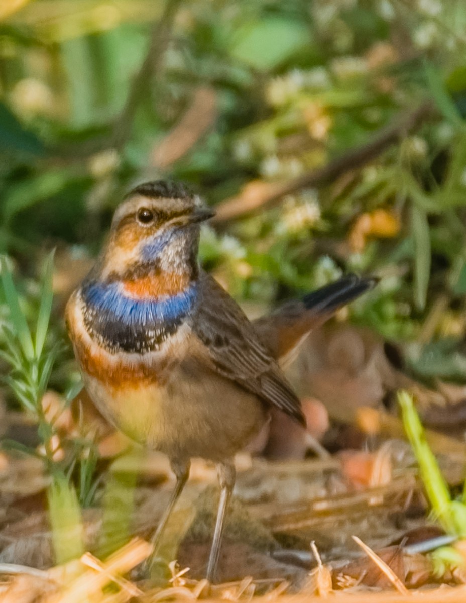 Bluethroat - Amit Kher