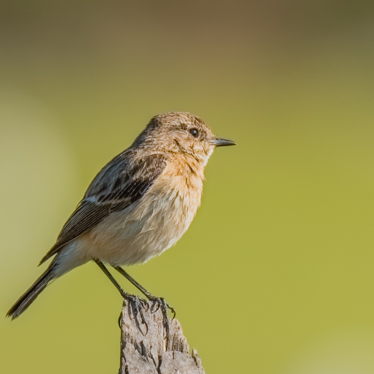 Siberian Stonechat - ML24726261