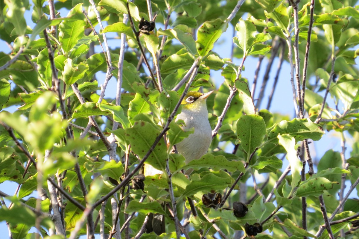 Silvereye - ML247263931