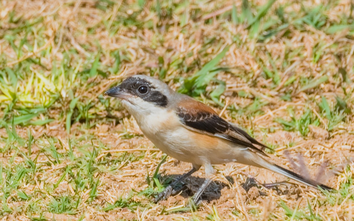 Bay-backed Shrike - ML24726471