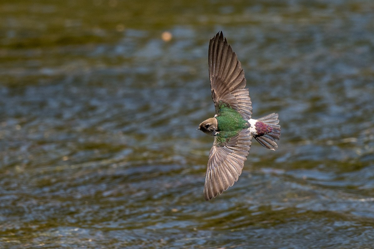 Violet-green Swallow - ML247266631