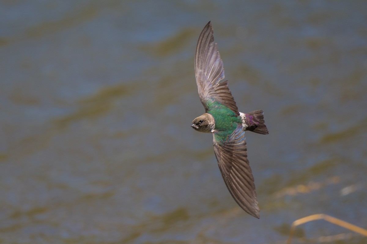 Violet-green Swallow - Susan Teefy