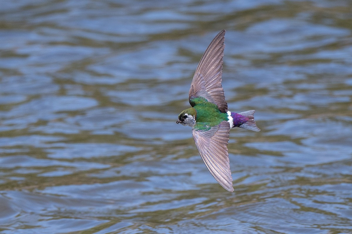 Violet-green Swallow - ML247266671