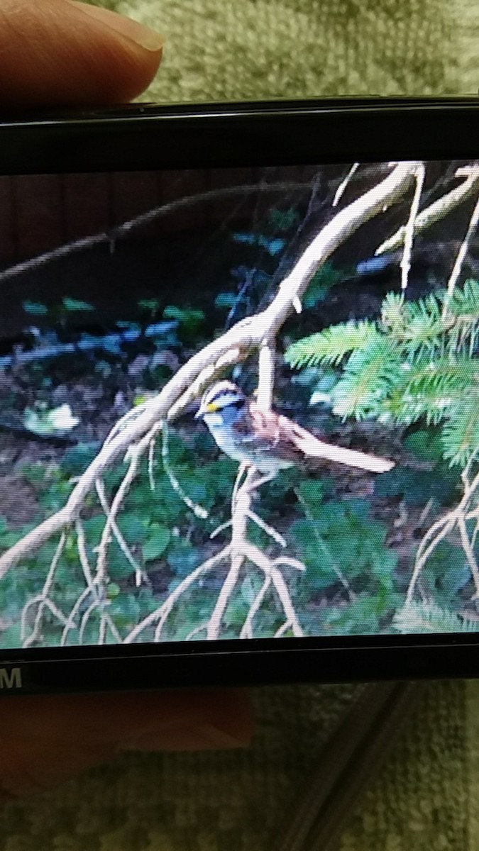White-throated Sparrow - ML247267271