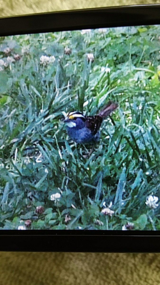 White-throated Sparrow - ML247267281