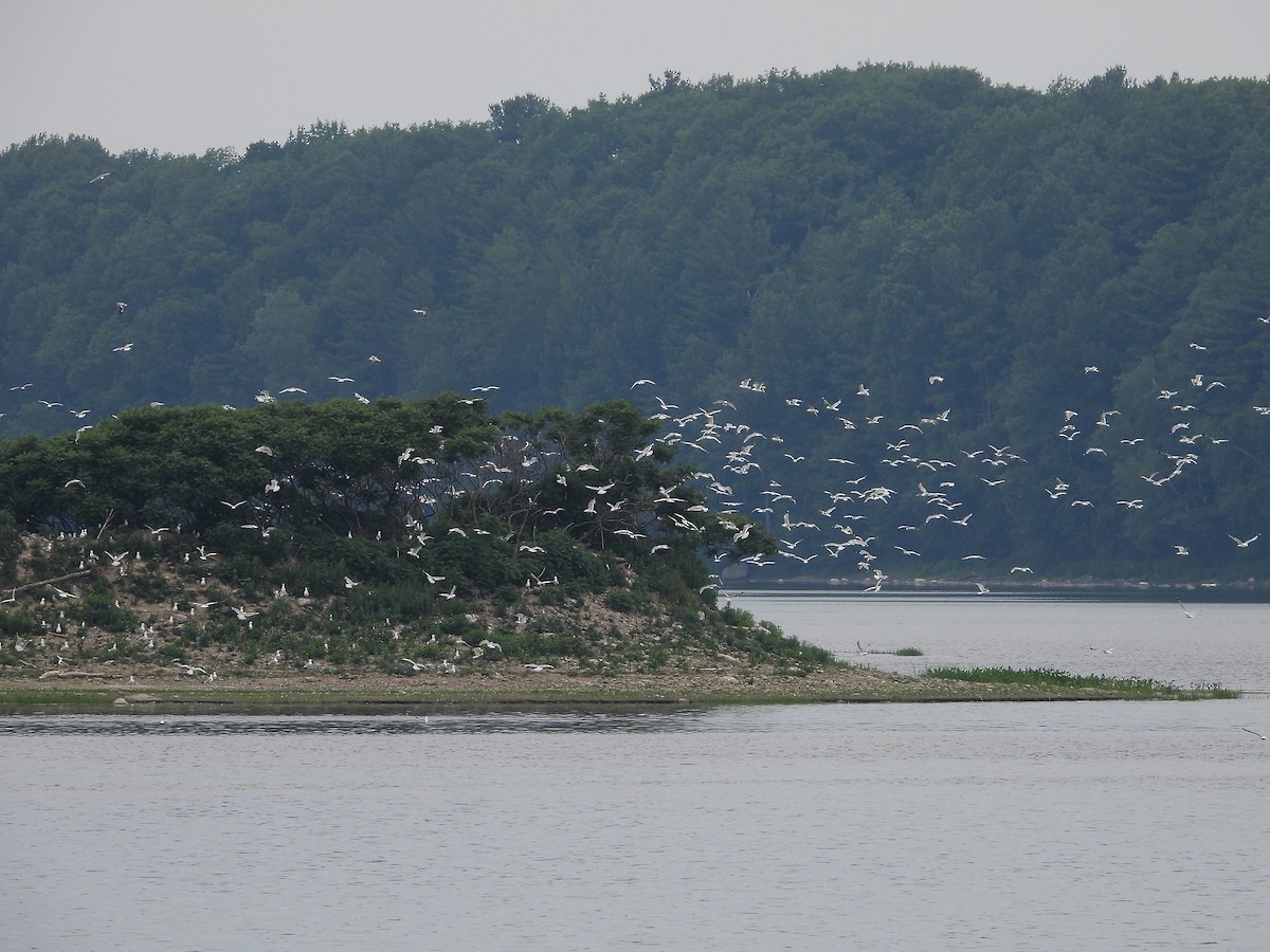 Ring-billed Gull - ML247267321