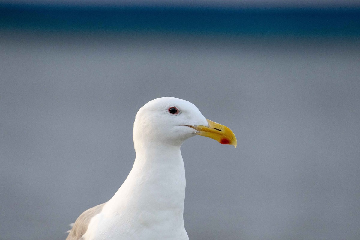 Glaucous-winged Gull - Kamella Boullé