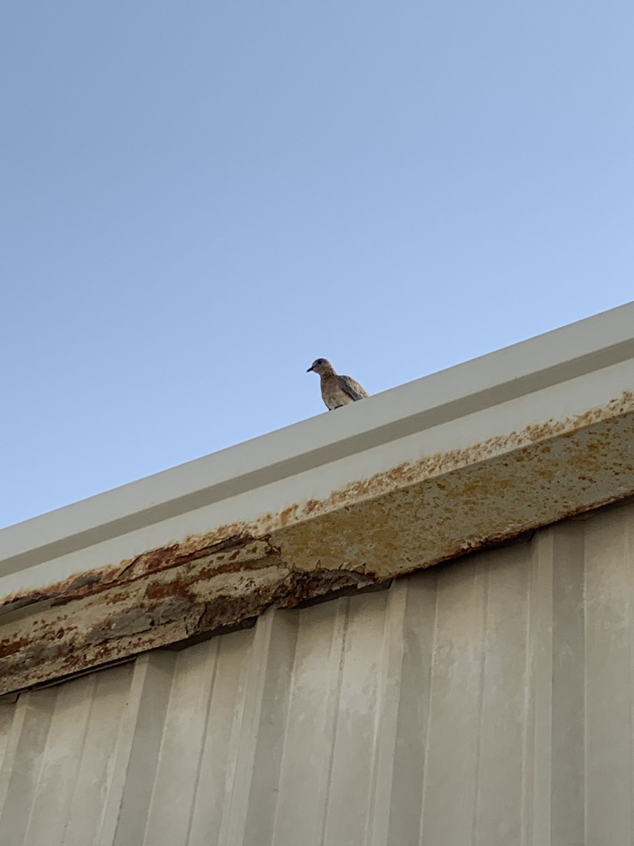 Laughing Dove - ML247268531