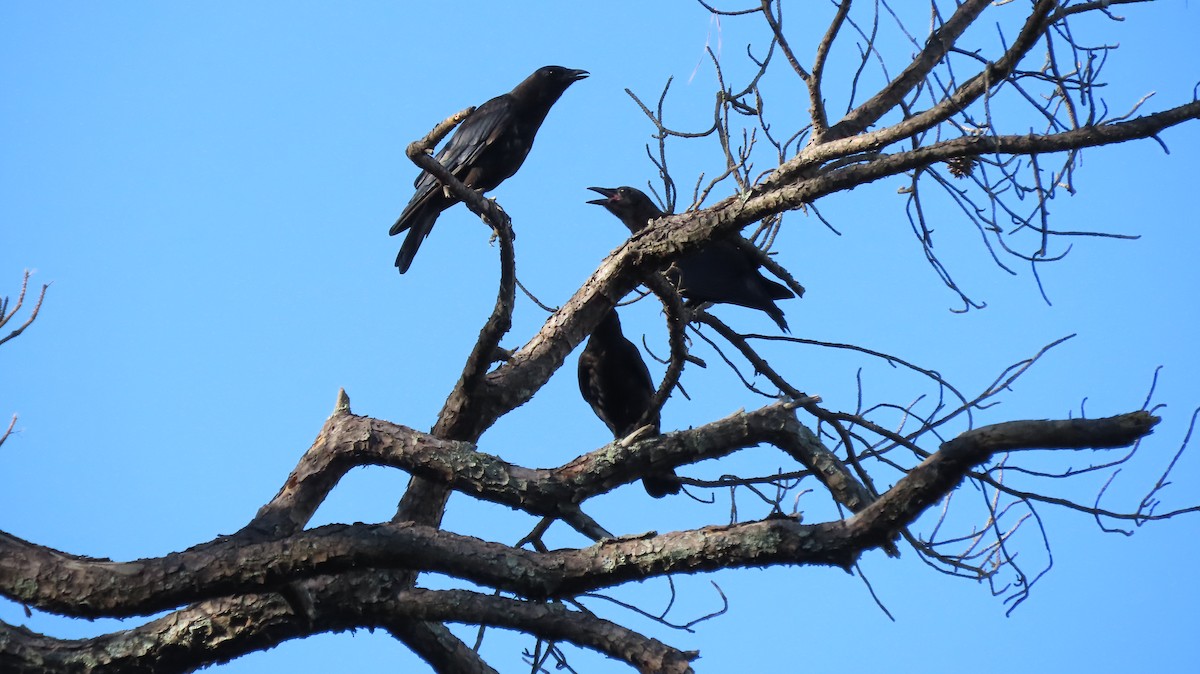 American Crow - Karen Hogan