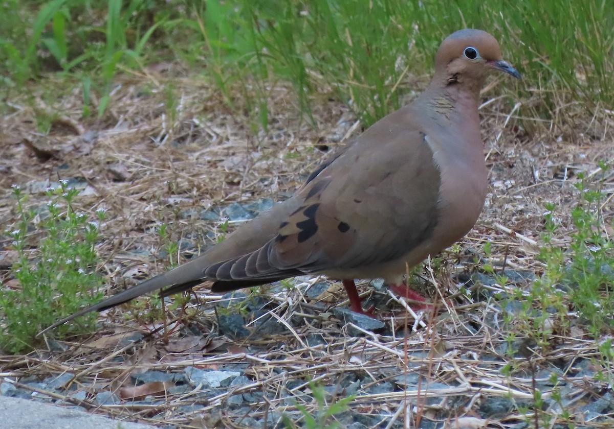 Mourning Dove - ML247271571