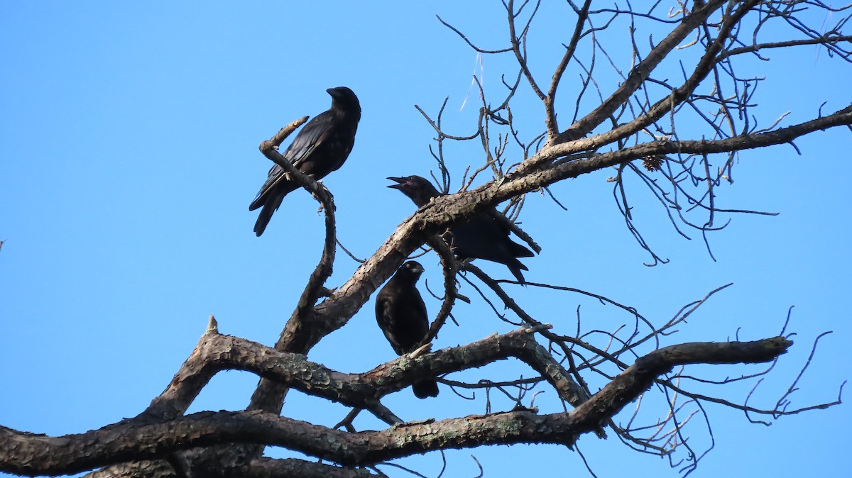 American Crow - ML247271581