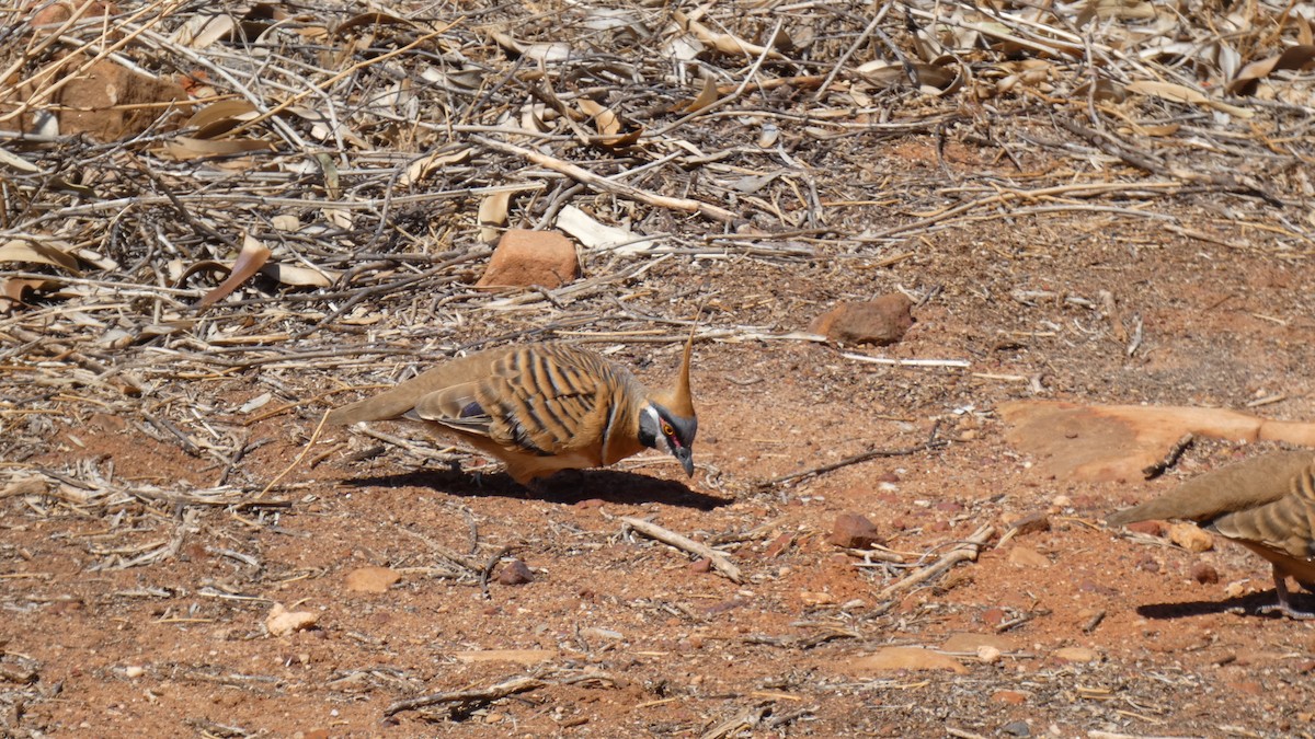 Spinifex Pigeon (White-bellied) - ML247272861