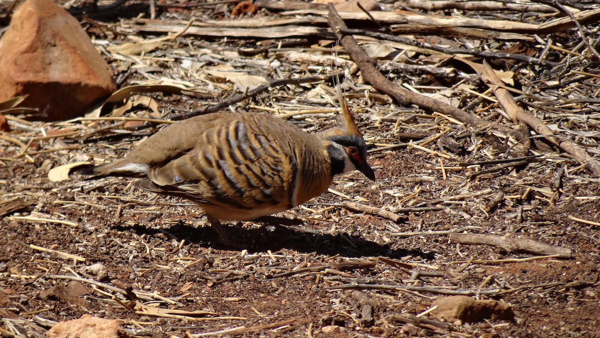 Spinifex Pigeon (White-bellied) - ML247272911