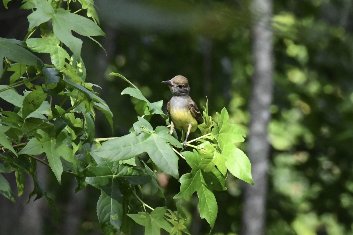 Great Crested Flycatcher - ML247273571