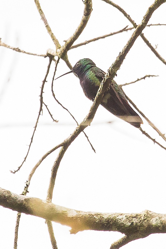 Black-throated Mango - Claudio SOUZA