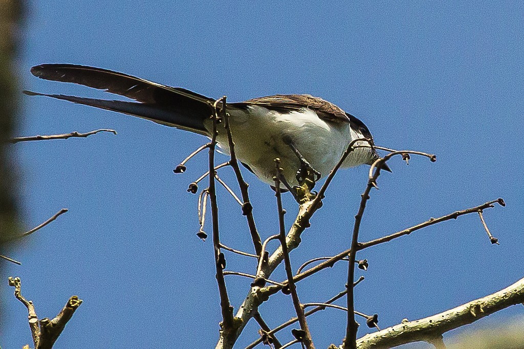 Gabelschwanz-Königstyrann - ML247276171