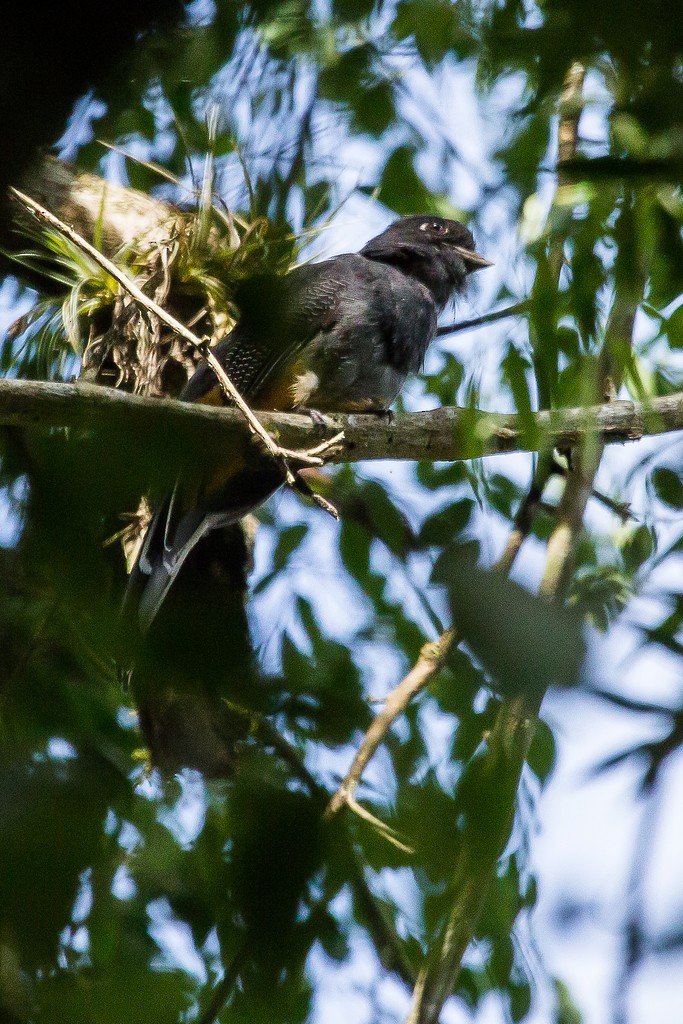 trogon surucua - ML247276411