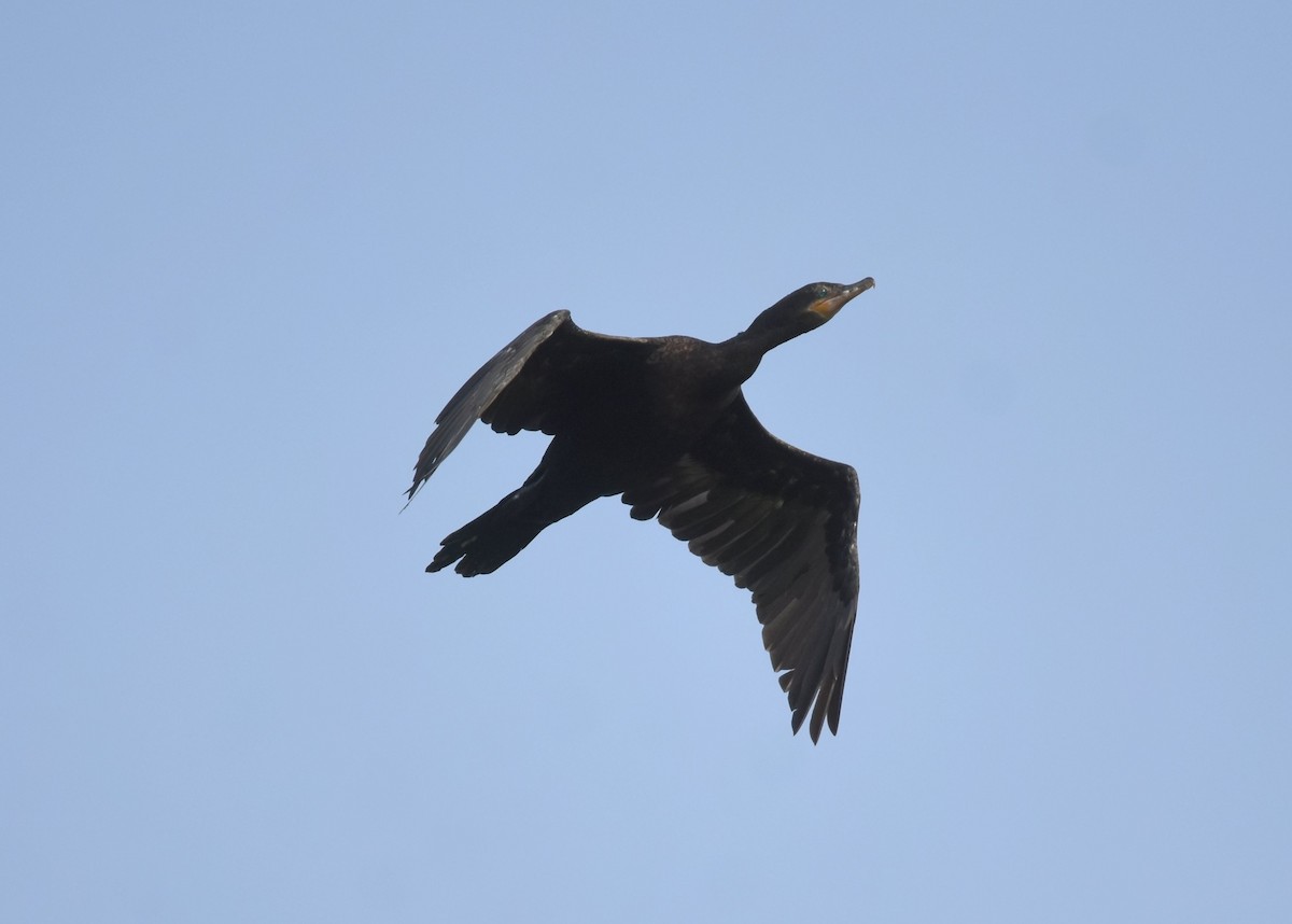 Neotropic Cormorant - Gary Yoder
