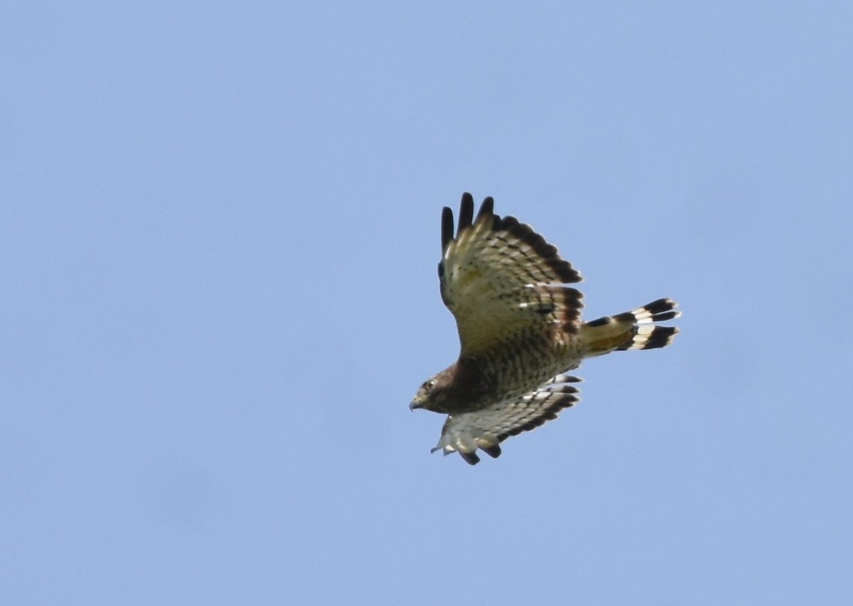 Broad-winged Hawk - ML247276741