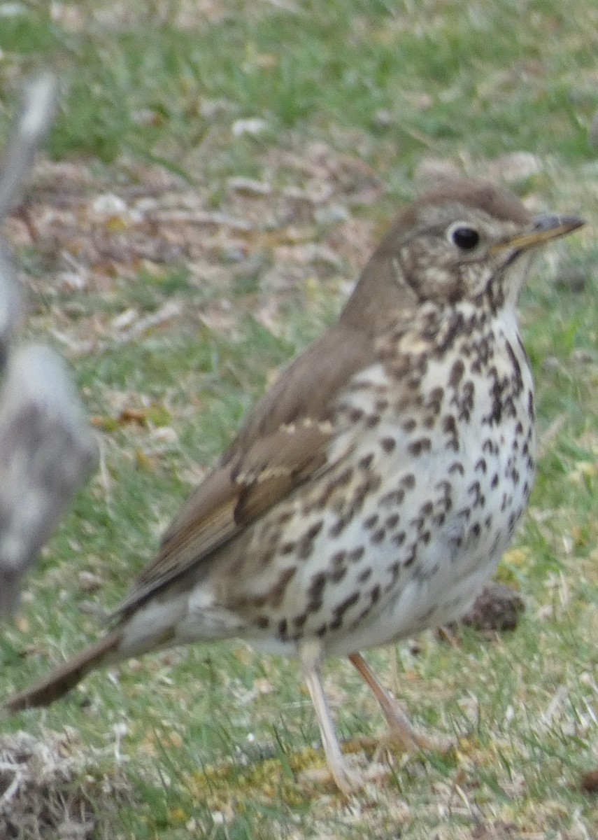 Song Thrush - ML247277131