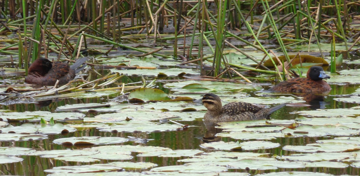 Masked Duck - ML24727751