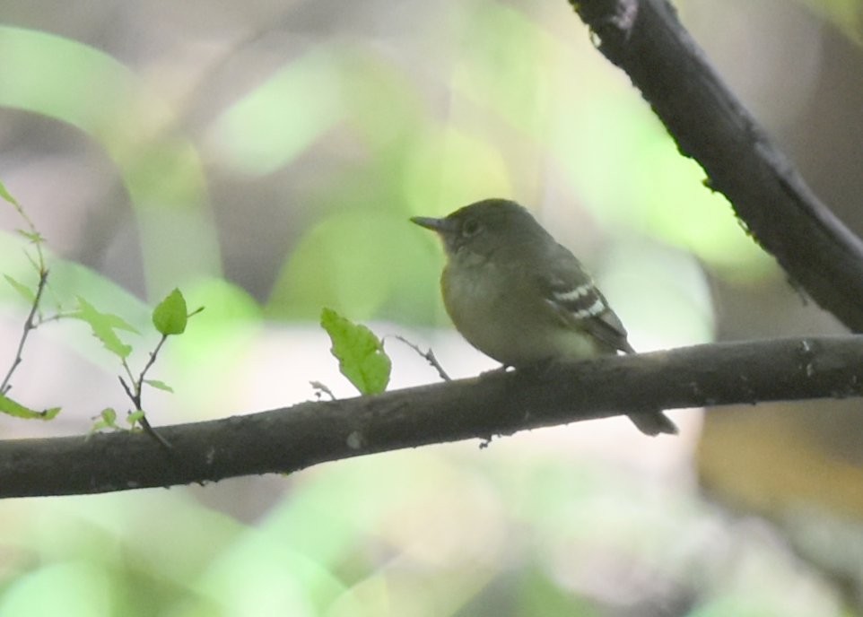 Acadian Flycatcher - ML247278161