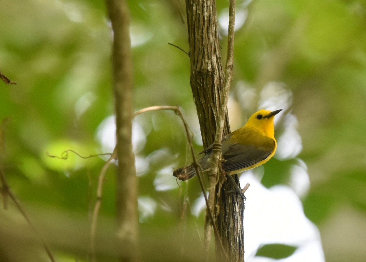 Prothonotary Warbler - Gary Yoder
