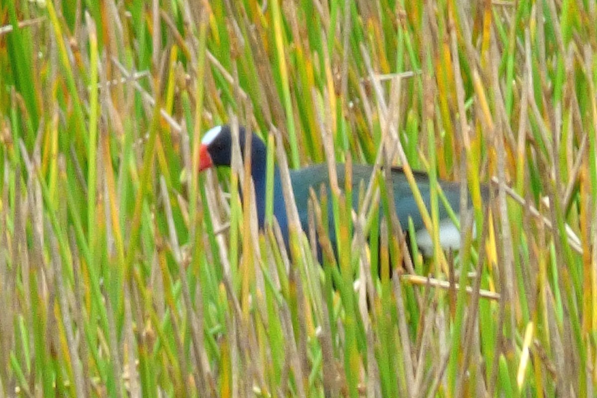 Purple Gallinule - ML24727831