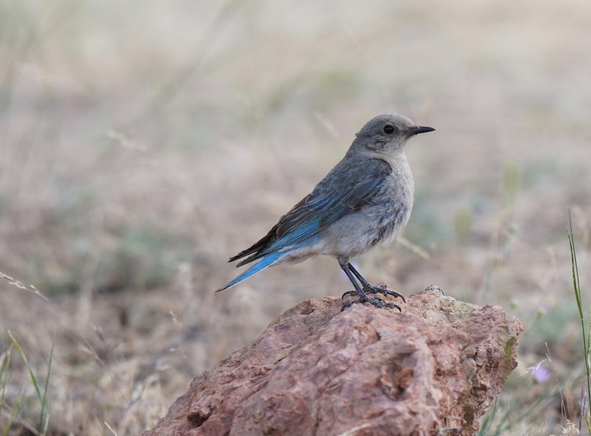 Mountain Bluebird - ML247282461