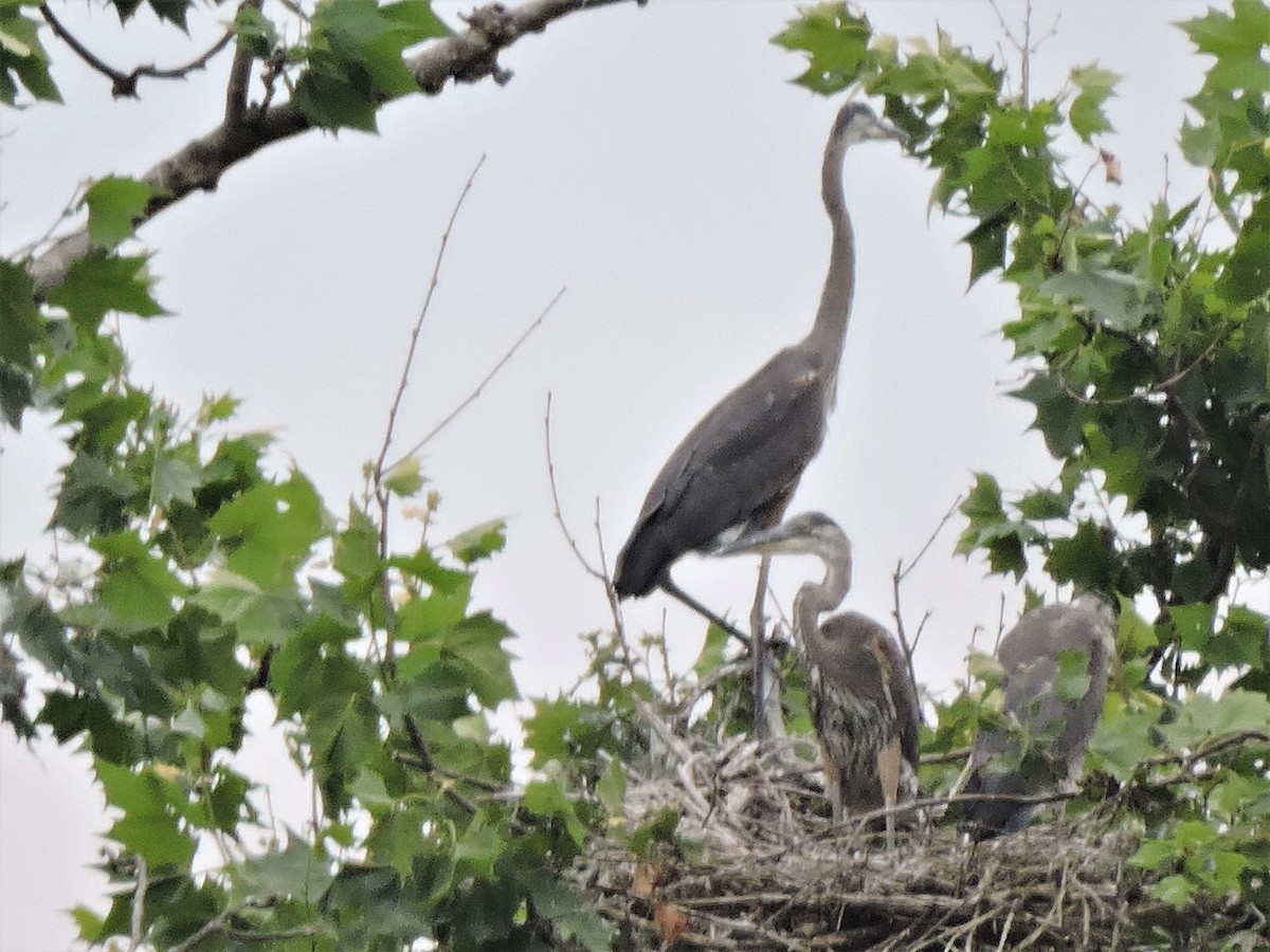 Great Blue Heron - Bruce Nott