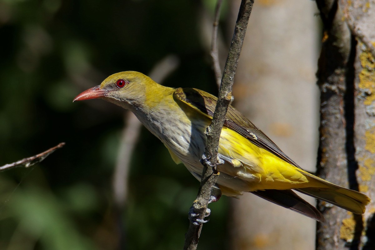 Eurasian Golden Oriole - ML247283261