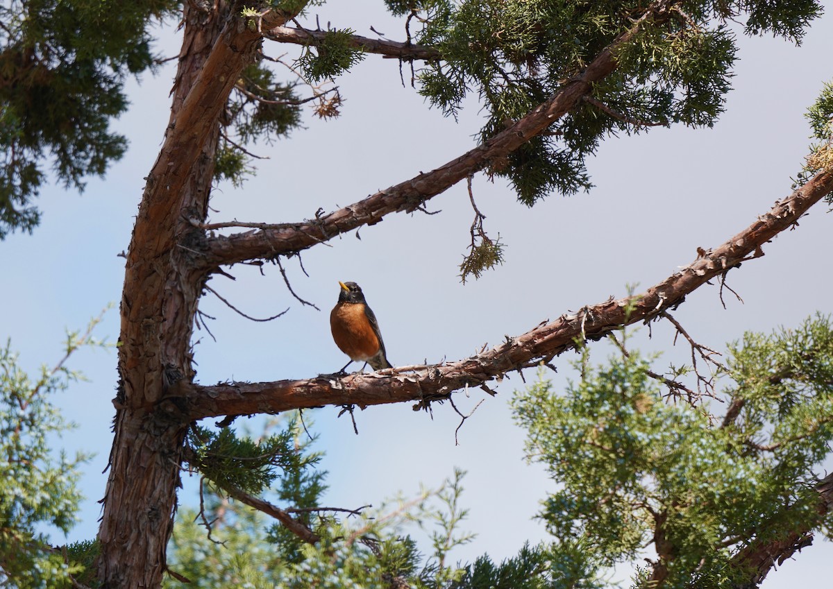 American Robin - ML247283411