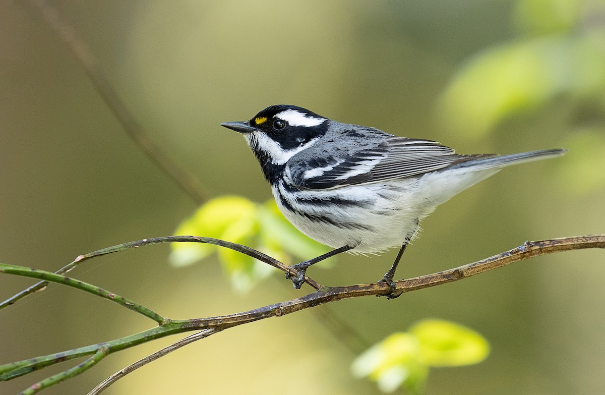 Black-throated Gray Warbler - mark daly