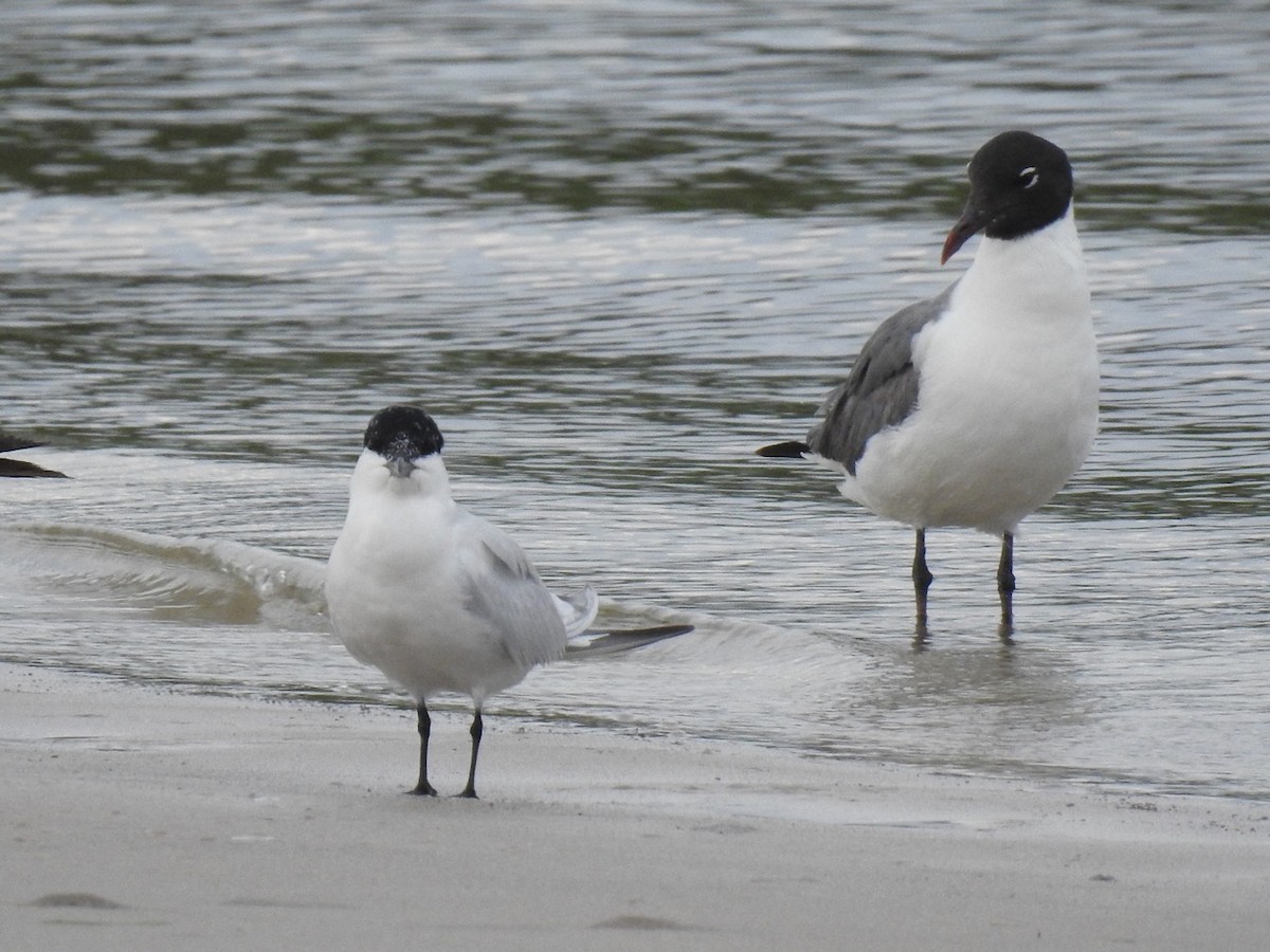 Laughing Gull - alice horst