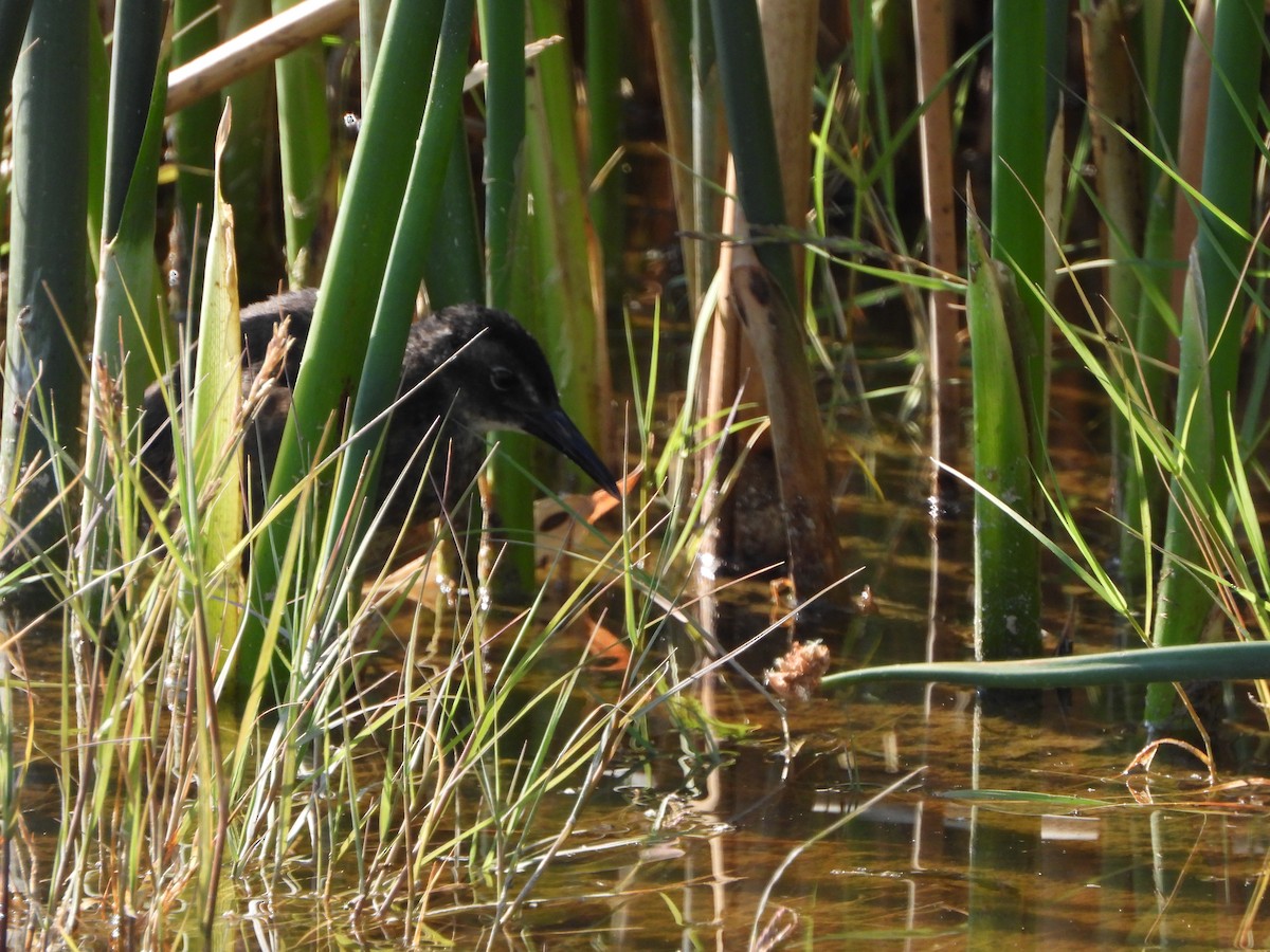 Virginia Rail - ML247286721